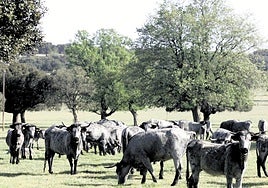 Vacas de la raza Morucha pastan en una dehesa de Salamanca.