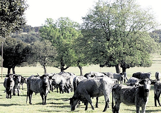Vacas de la raza Morucha pastan en una dehesa de Salamanca.