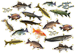 El Pisuerga, a su paso a por Valladolid.