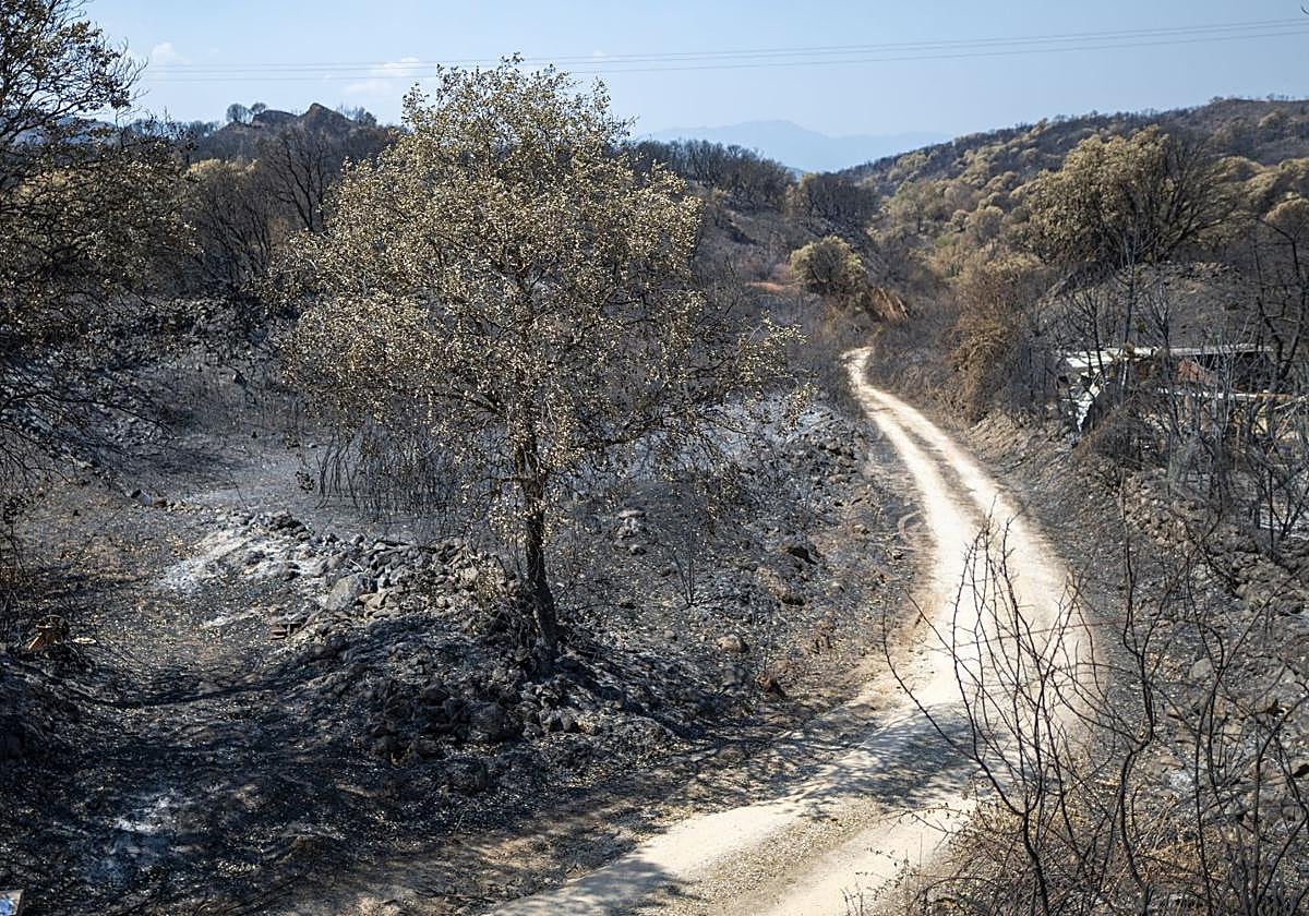 Paraje quemado en la zona de las Médulas.