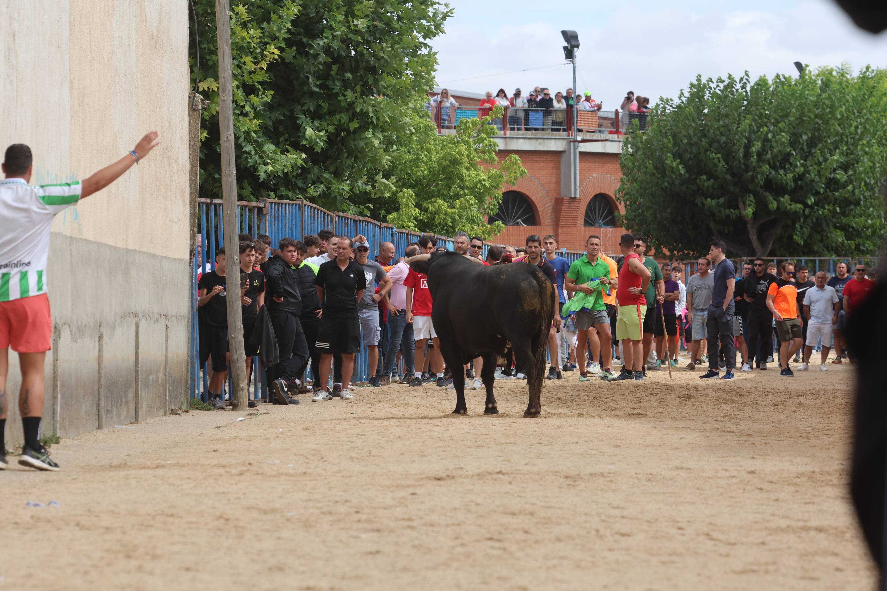 Las imágenes del encierro en Fresno el Viejo