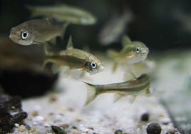 Peces de la Casa del Río