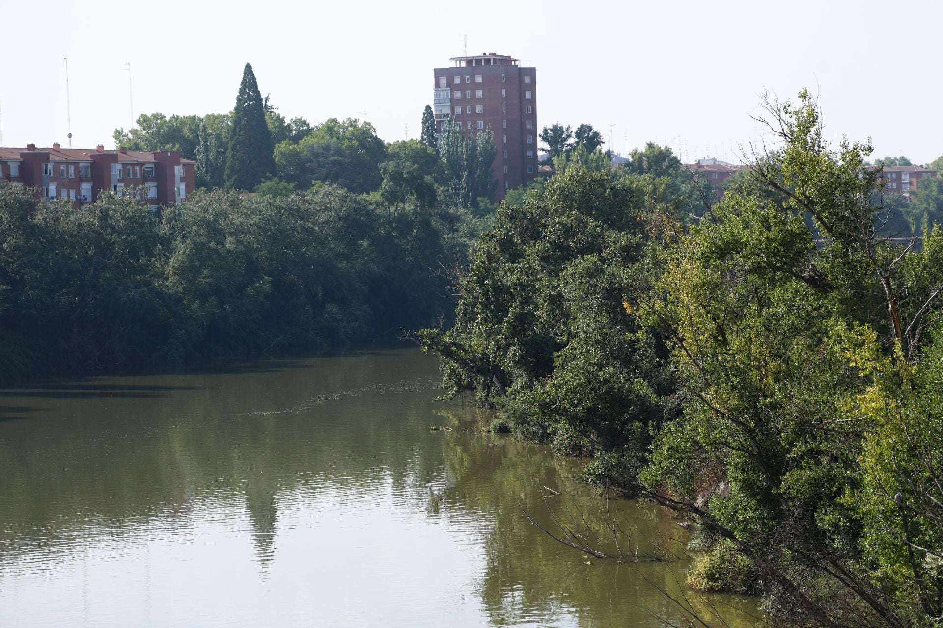 Las imágenes de las especies invasoras de el Pisuerga