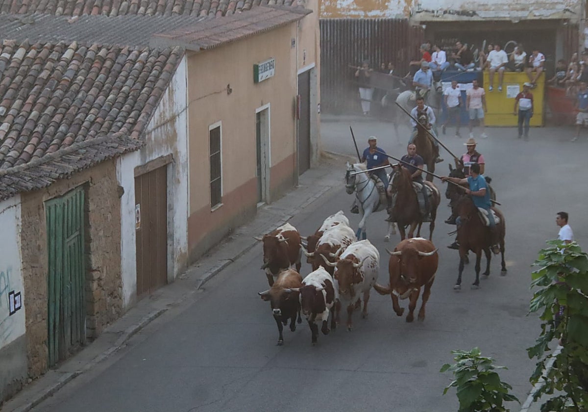 Caballistas conducen a los bueyes y uno de los novillos a la entrada de Rioseco