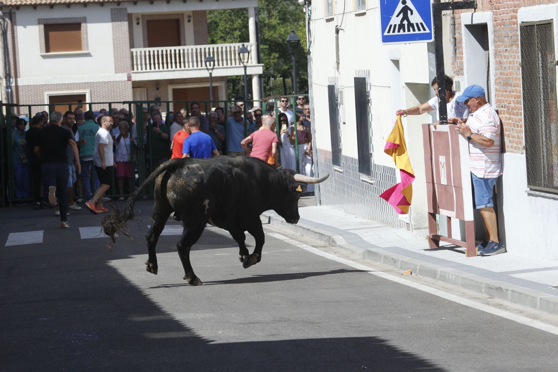 Encierro del sábado por la mañana en Ataquines
