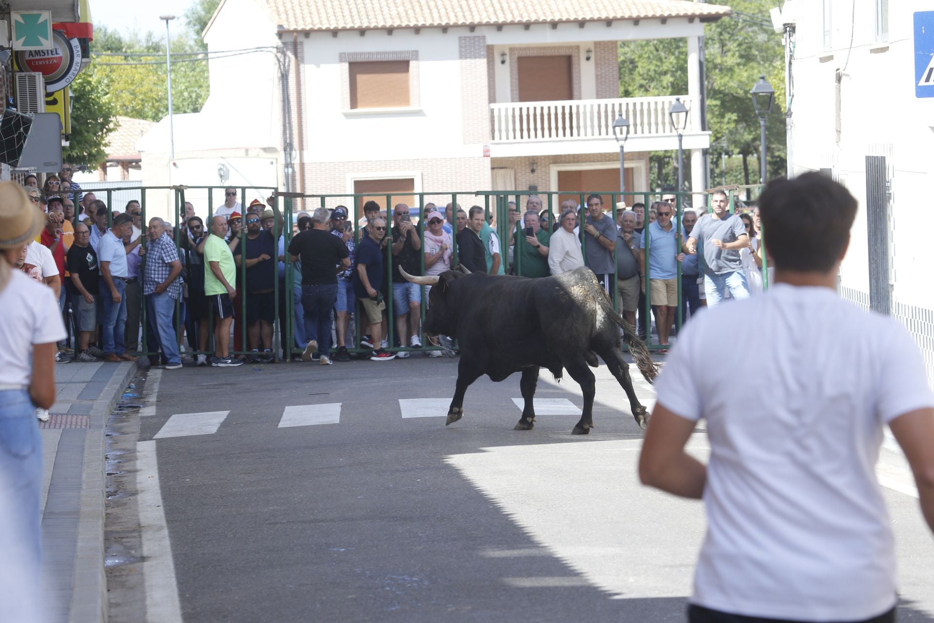 Encierro del sábado por la mañana en Ataquines