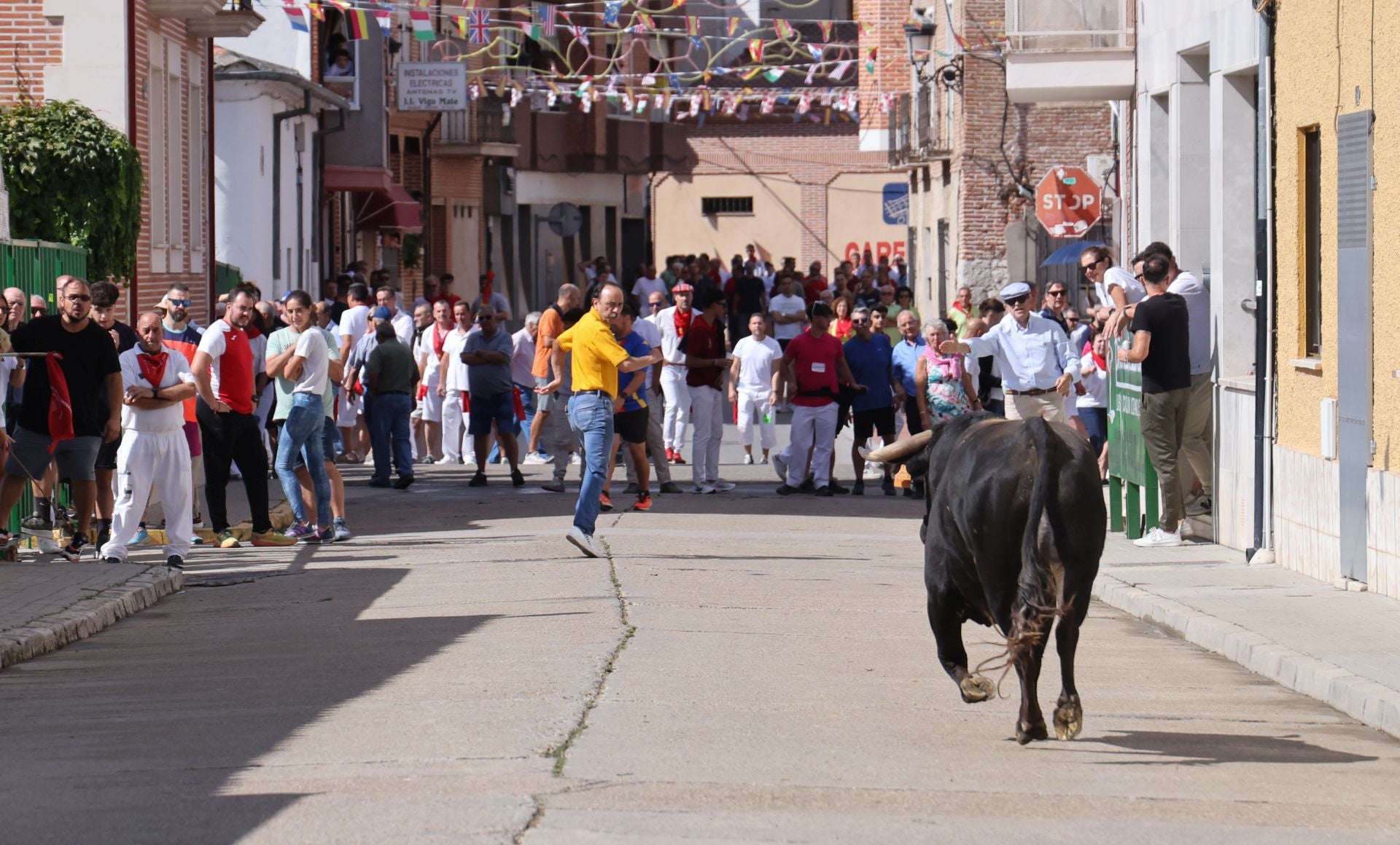 Encierro del sábado por la mañana en Pedrajas de San Esteban
