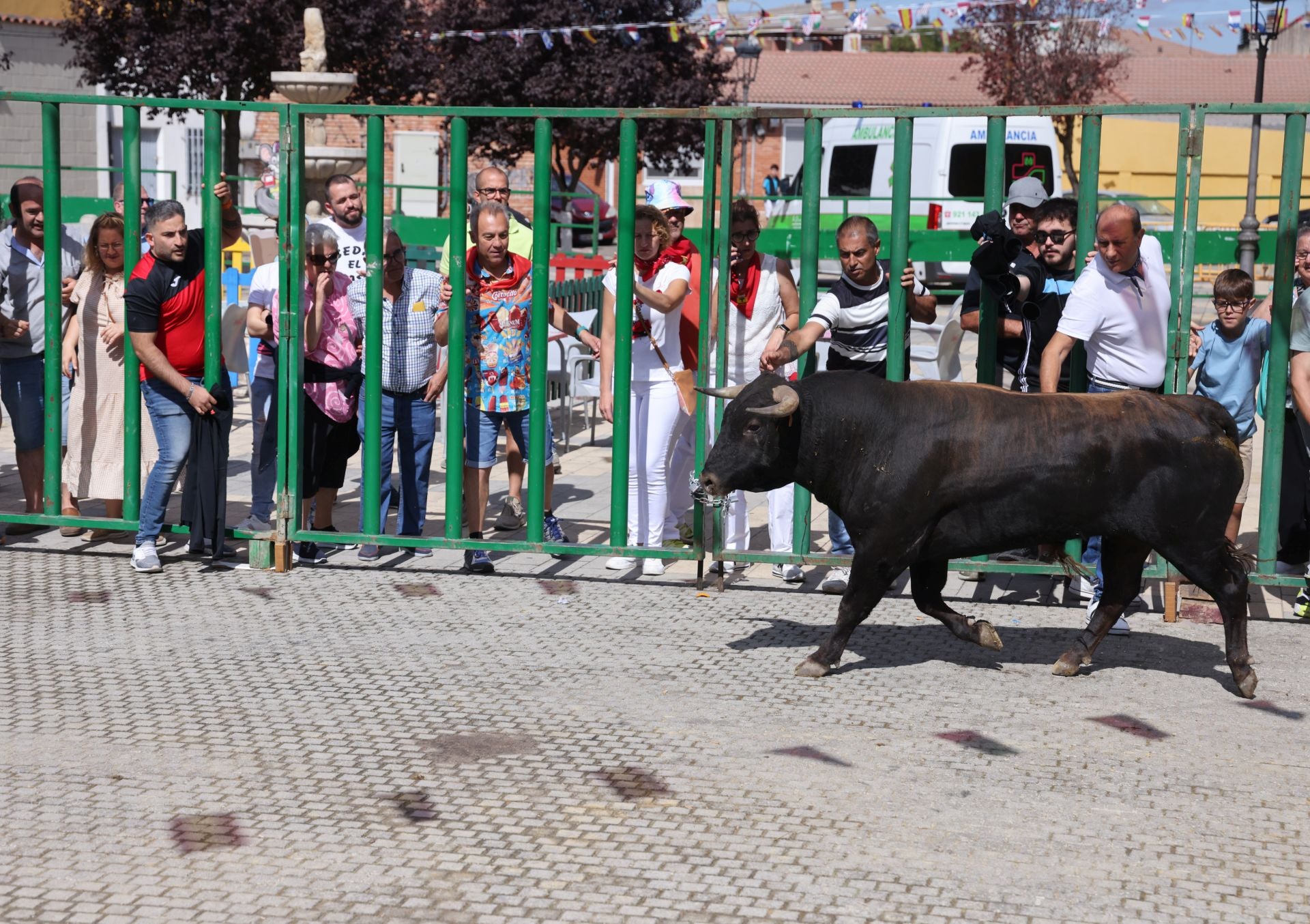 Encierro del sábado por la mañana en Pedrajas de San Esteban