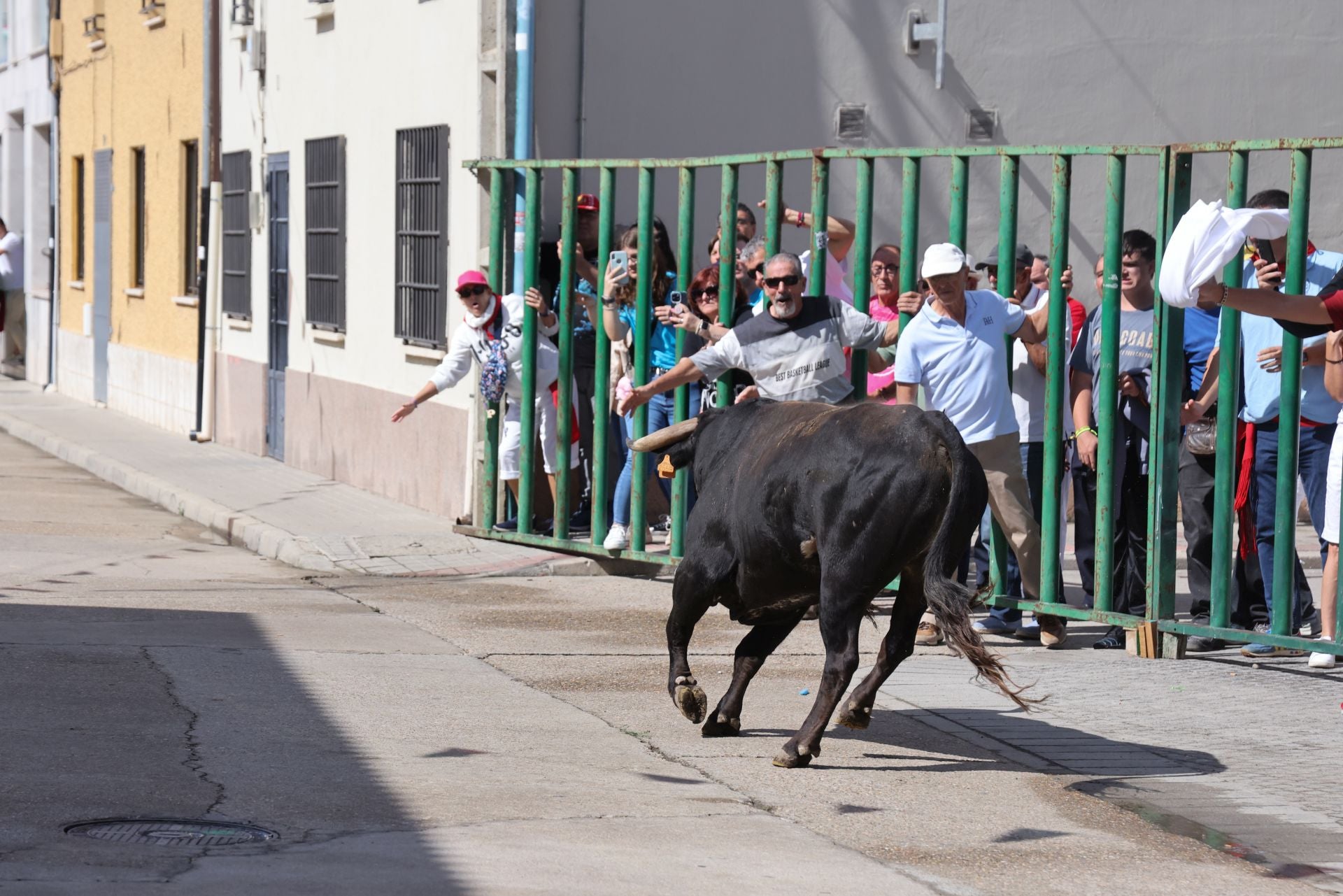 Encierro del sábado por la mañana en Pedrajas de San Esteban