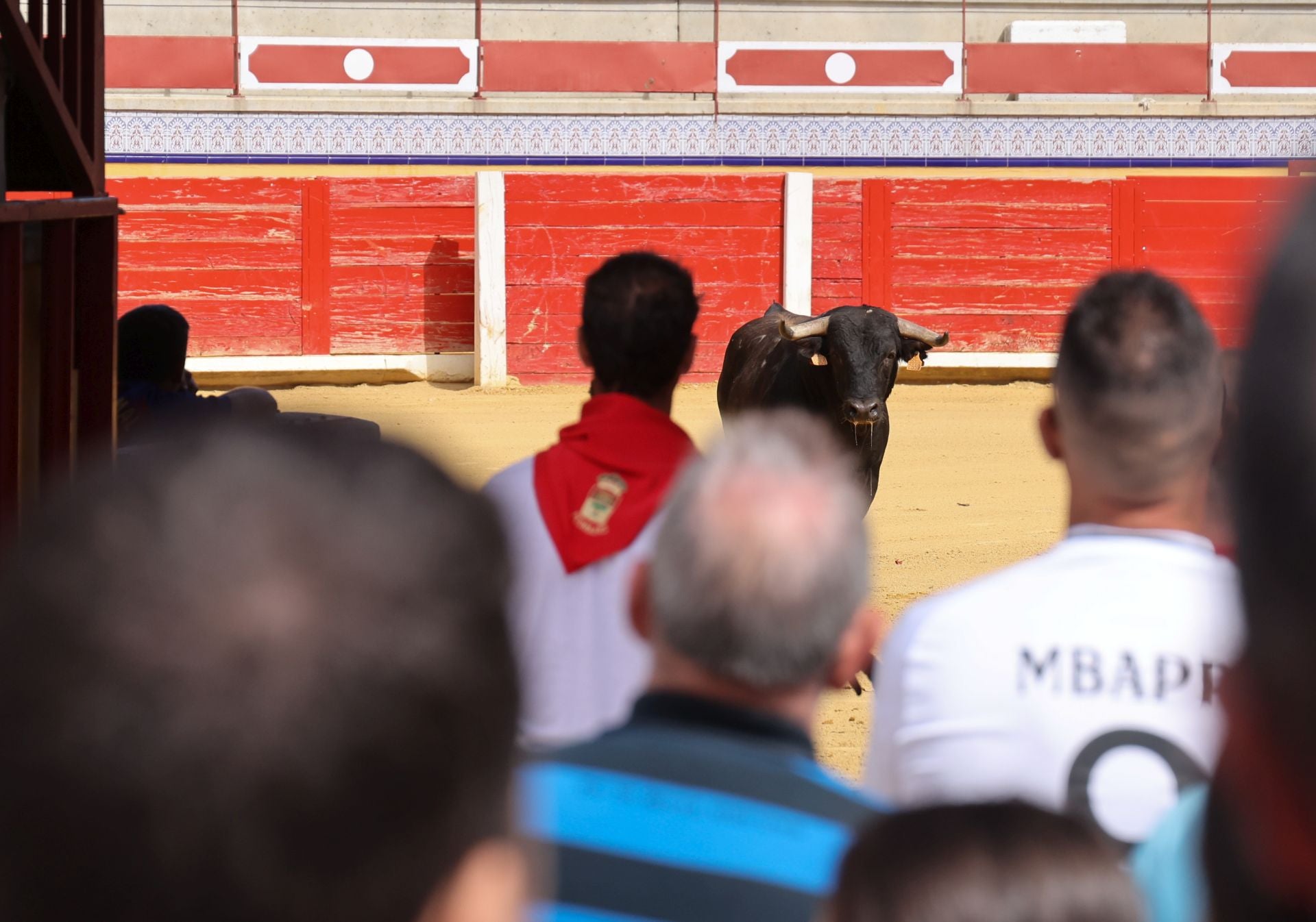 Encierro del sábado por la mañana en Pedrajas de San Esteban