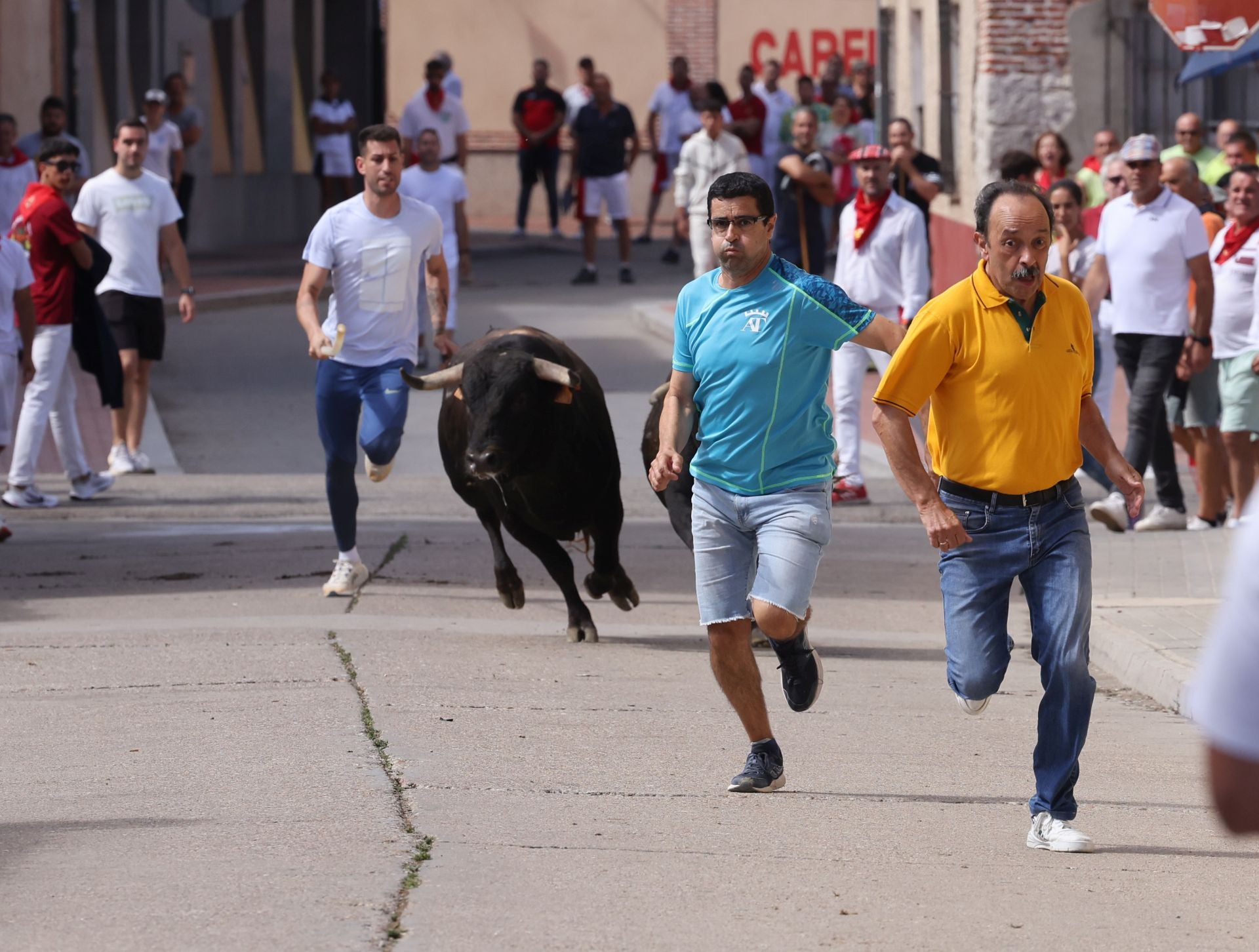 Encierro del sábado por la mañana en Pedrajas de San Esteban