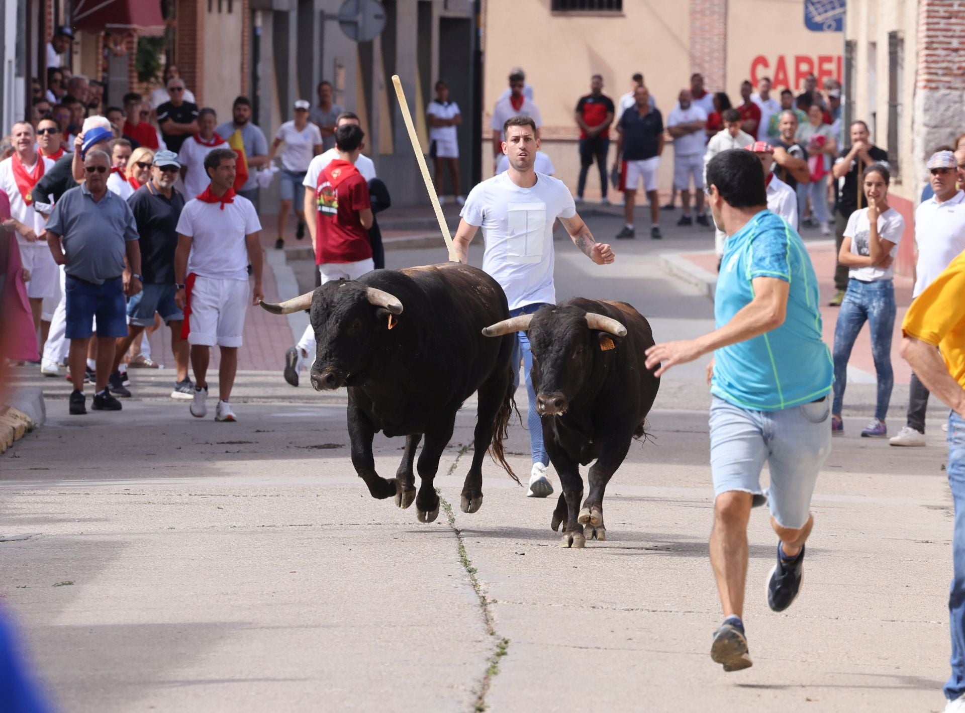 Encierro del sábado por la mañana en Pedrajas de San Esteban