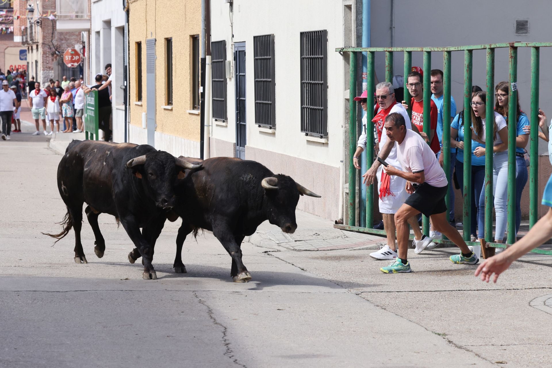 Encierro del sábado por la mañana en Pedrajas de San Esteban