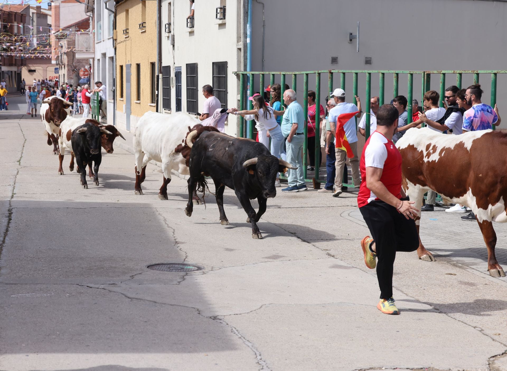 Encierro del sábado por la mañana en Pedrajas de San Esteban