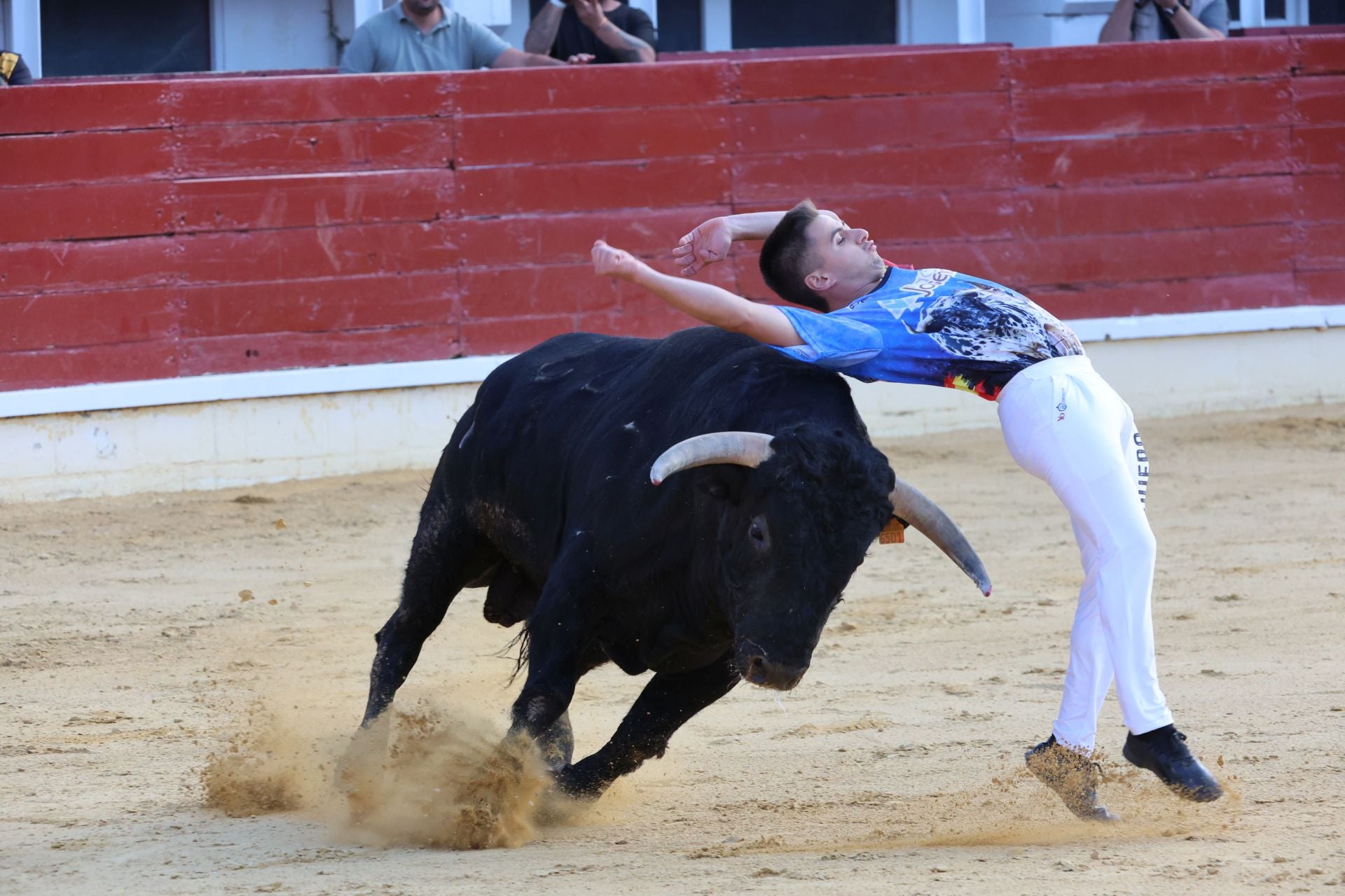 Las imágenes del concurso de cortes en Medina del Campo