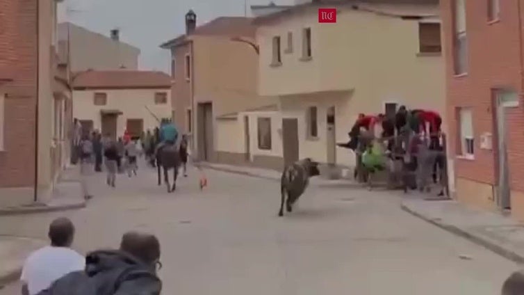Uno de los toros del encierro de La Pedraja de Portillo levanta una talanquera y deja tres heridos