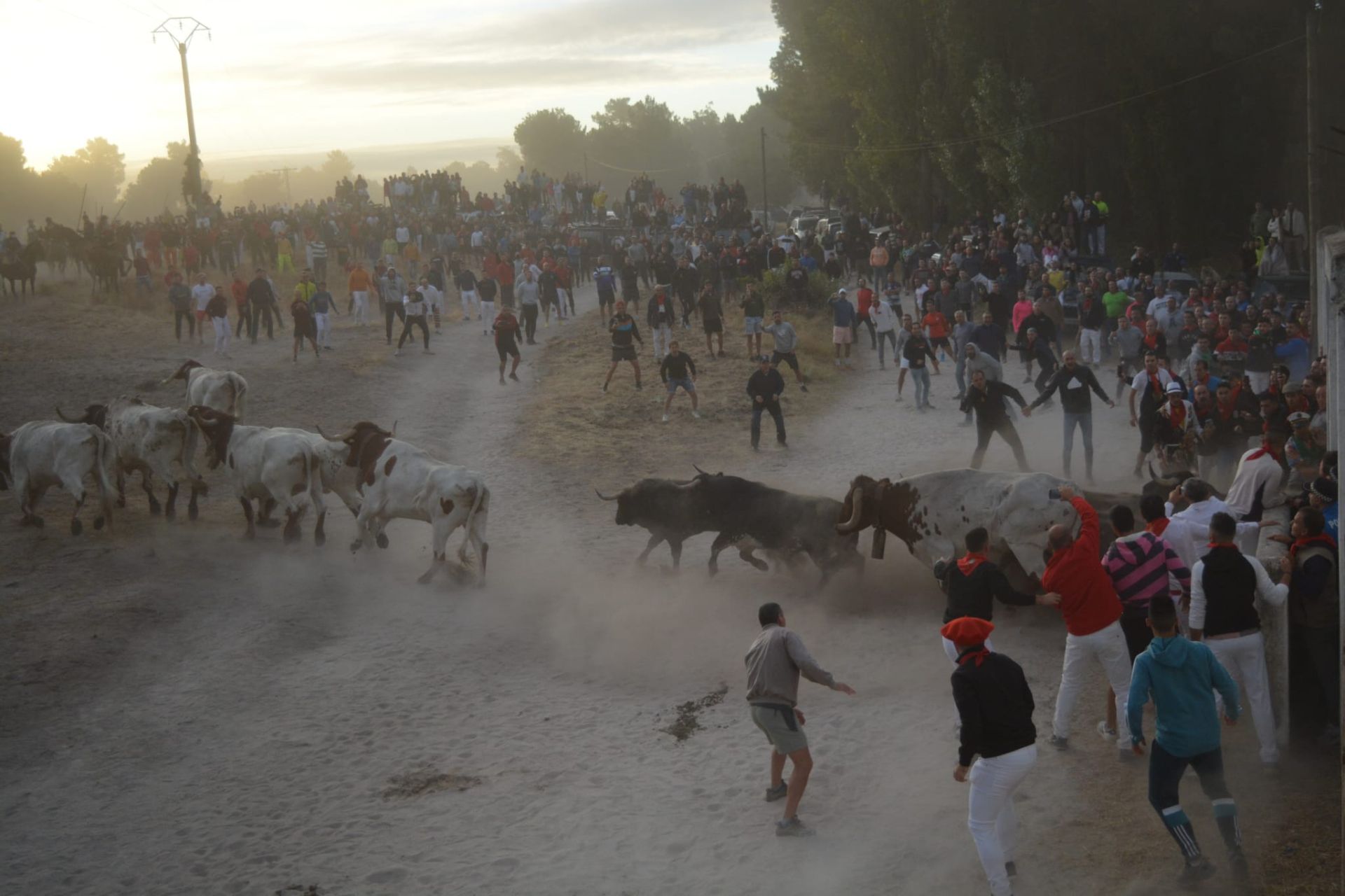 Fotos del tramo por el campo del primer encierro de Cuéllar