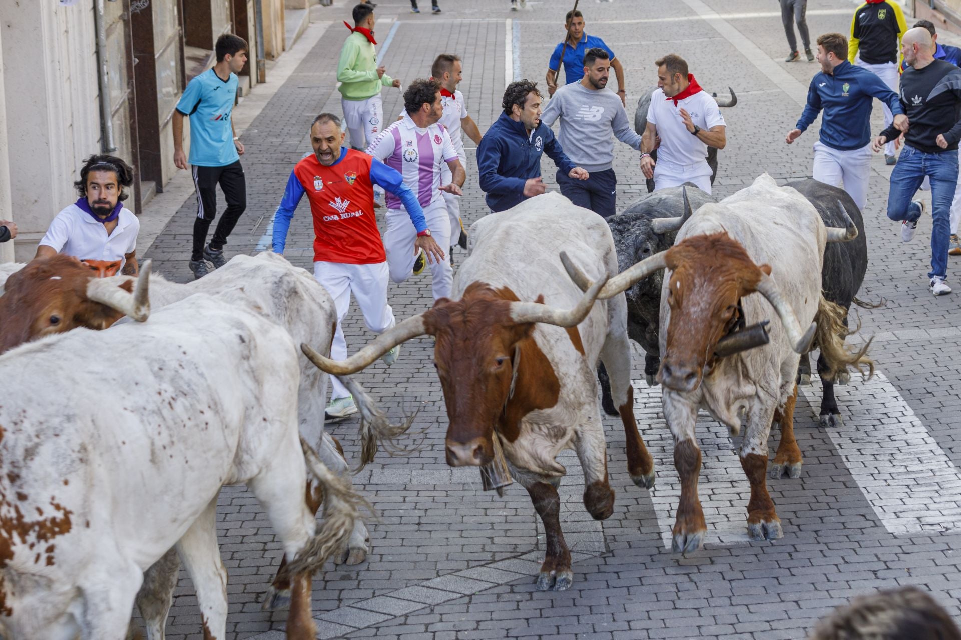 Fotos del segundo encierro de Cuéllar en el tramo urbano