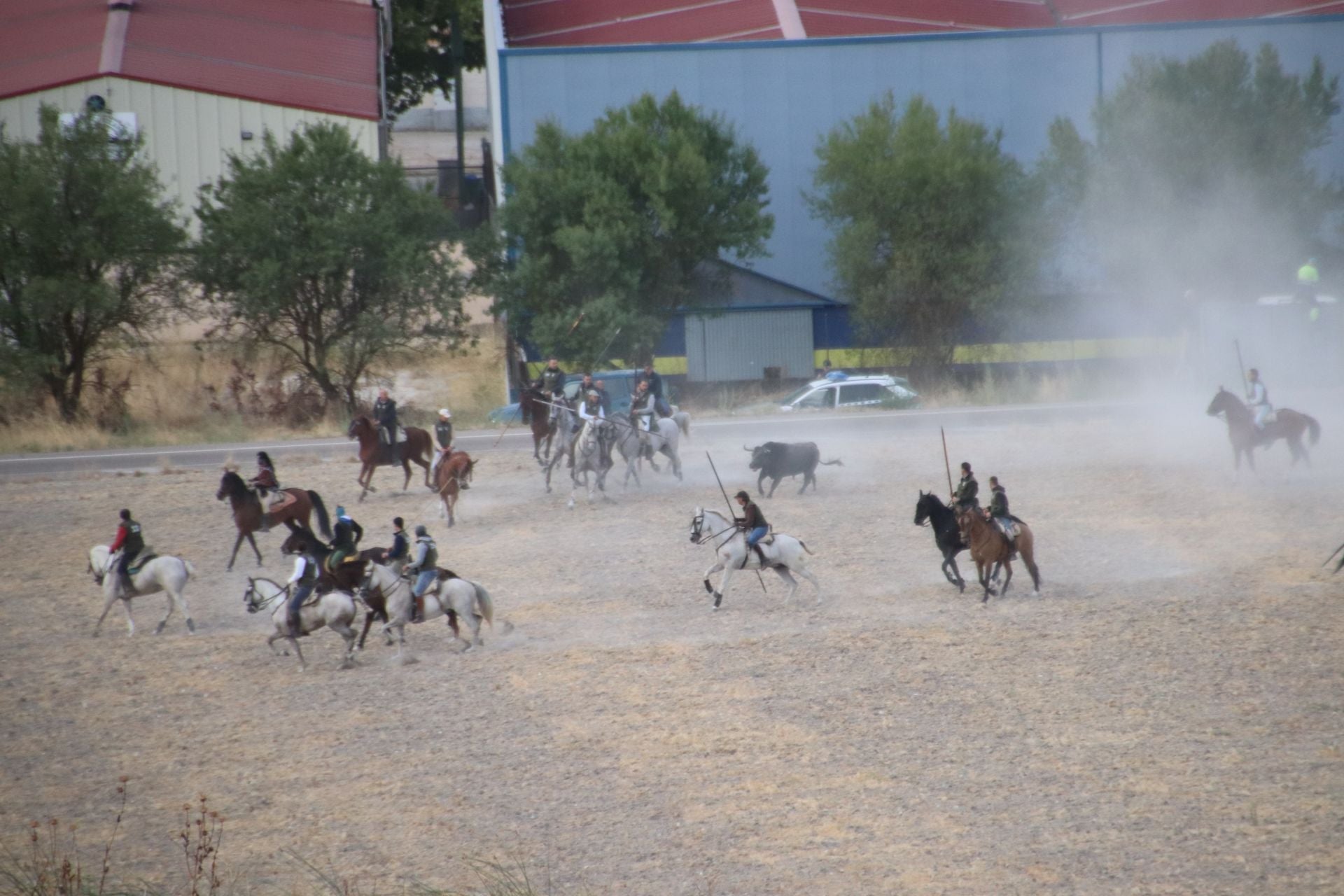 Fotos del segundo encierro de Cuéllar por el campo y el pinar