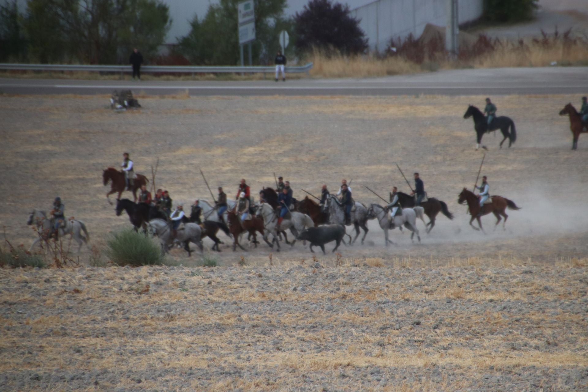 Fotos del segundo encierro de Cuéllar por el campo y el pinar
