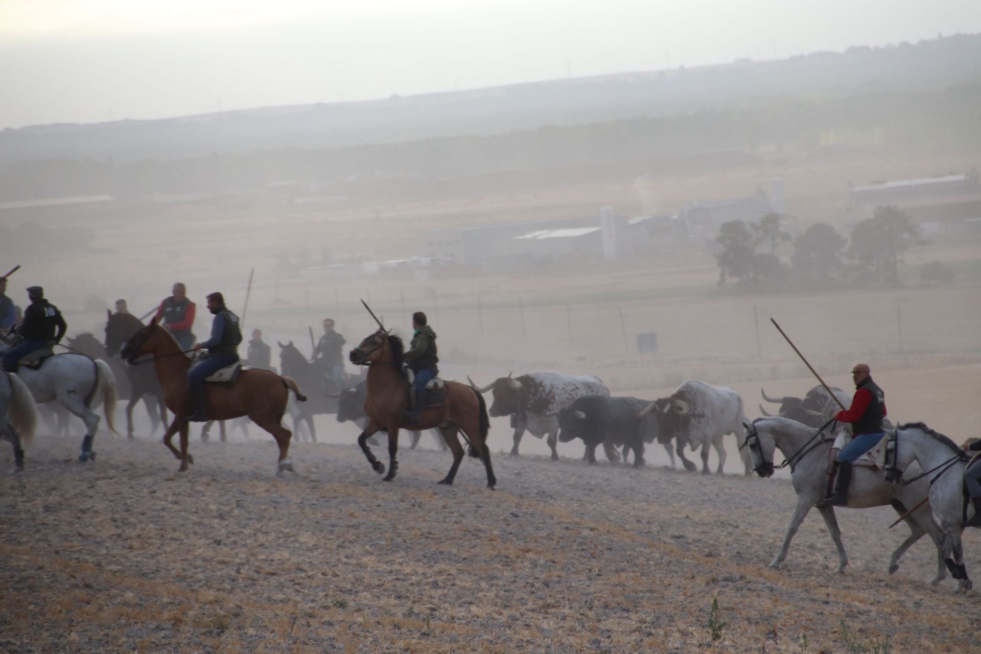 Fotos del segundo encierro de Cuéllar por el campo y el pinar