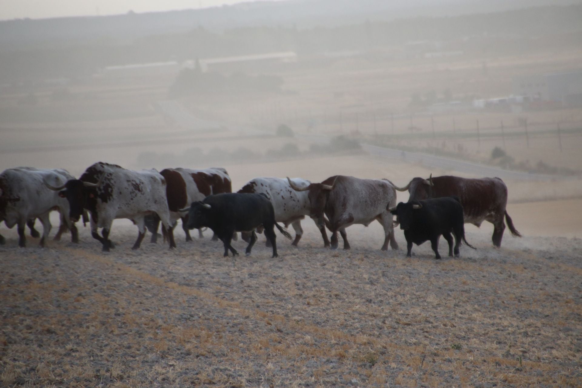 Fotos del segundo encierro de Cuéllar por el campo y el pinar