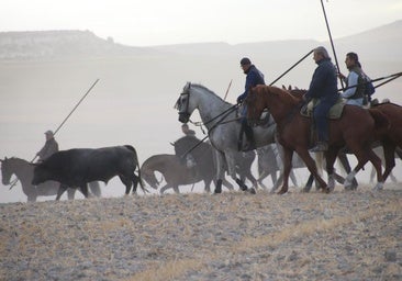 Solo cuatro toros completan un caótico segundo encierro en Cuéllar