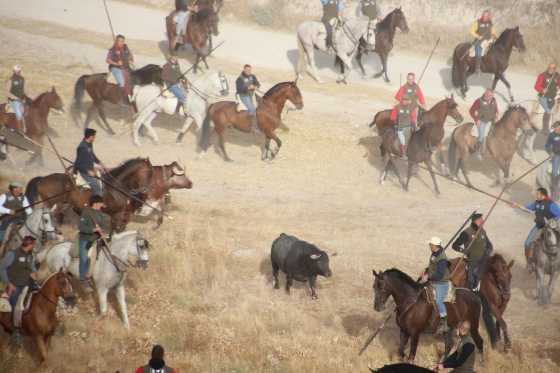 Fotos del segundo encierro de Cuéllar por el campo y el pinar