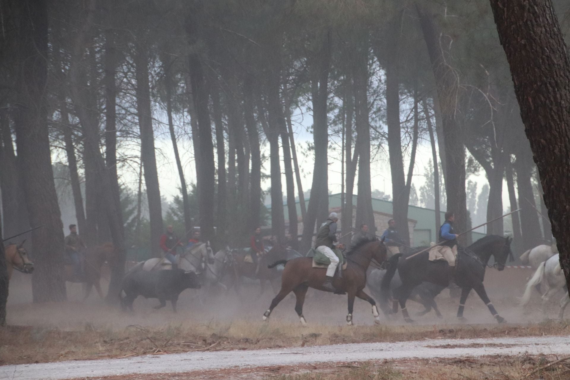 Fotos del segundo encierro de Cuéllar por el campo y el pinar