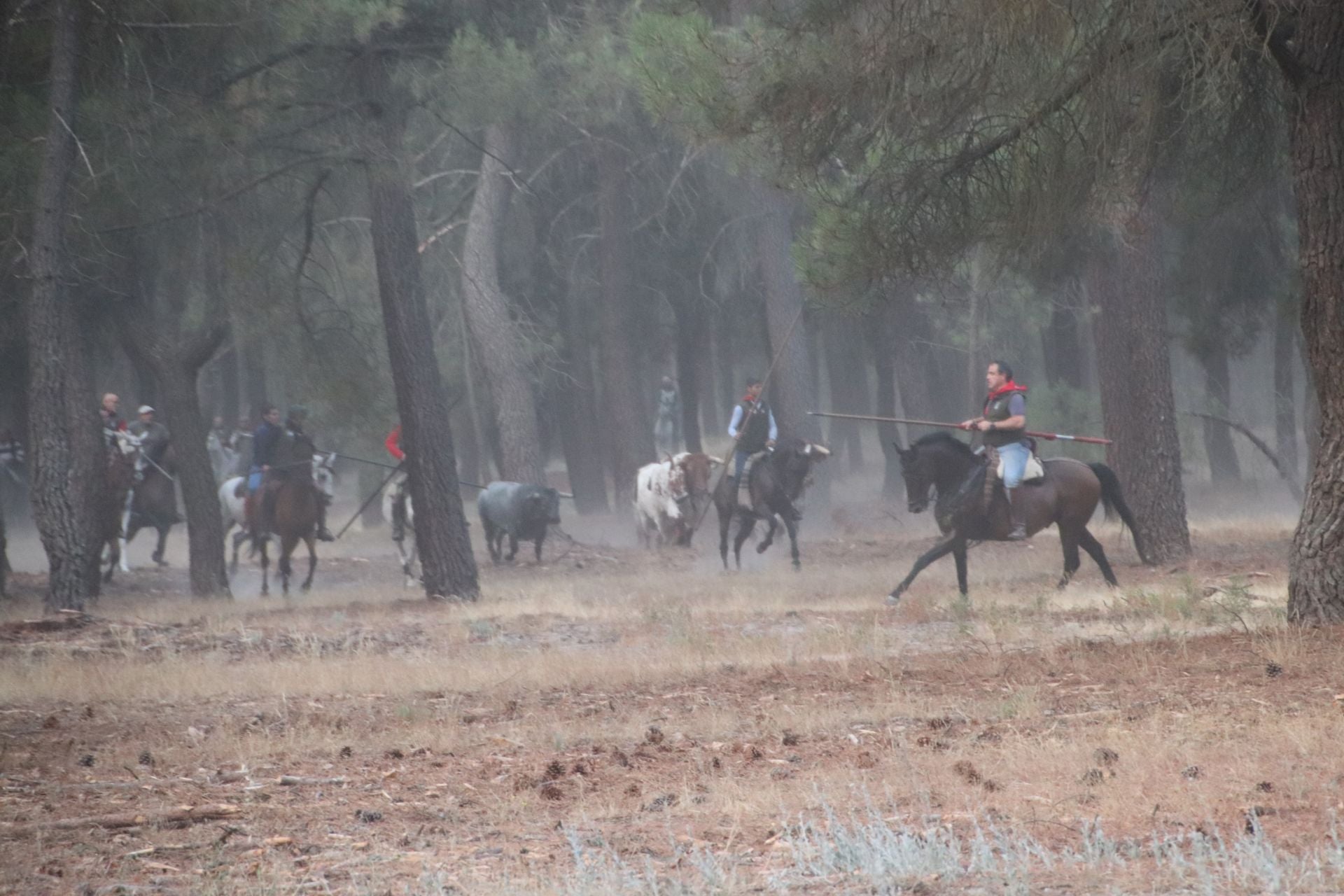 Fotos del segundo encierro de Cuéllar por el campo y el pinar