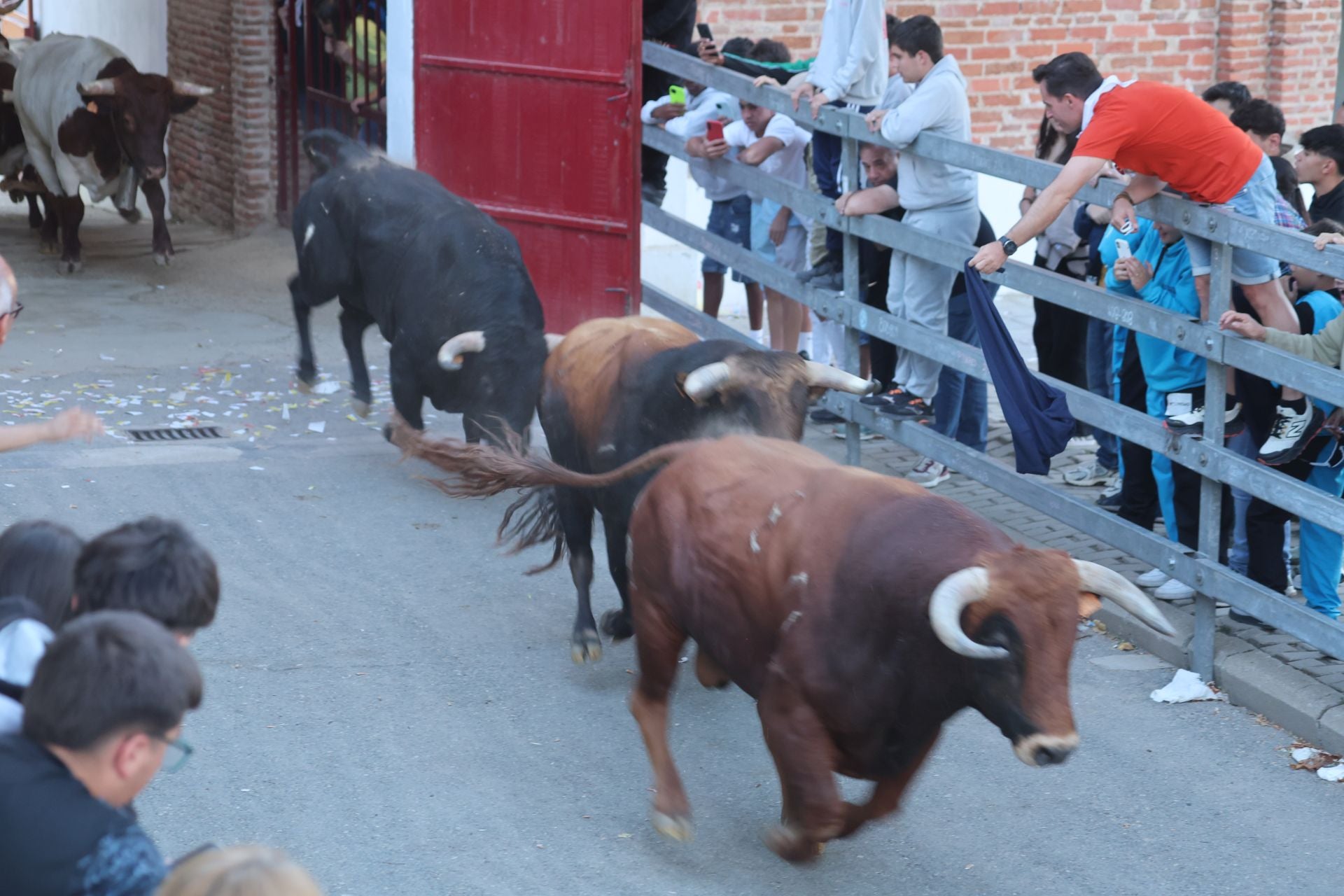 El encierro de Medina del Campo, en imágenes