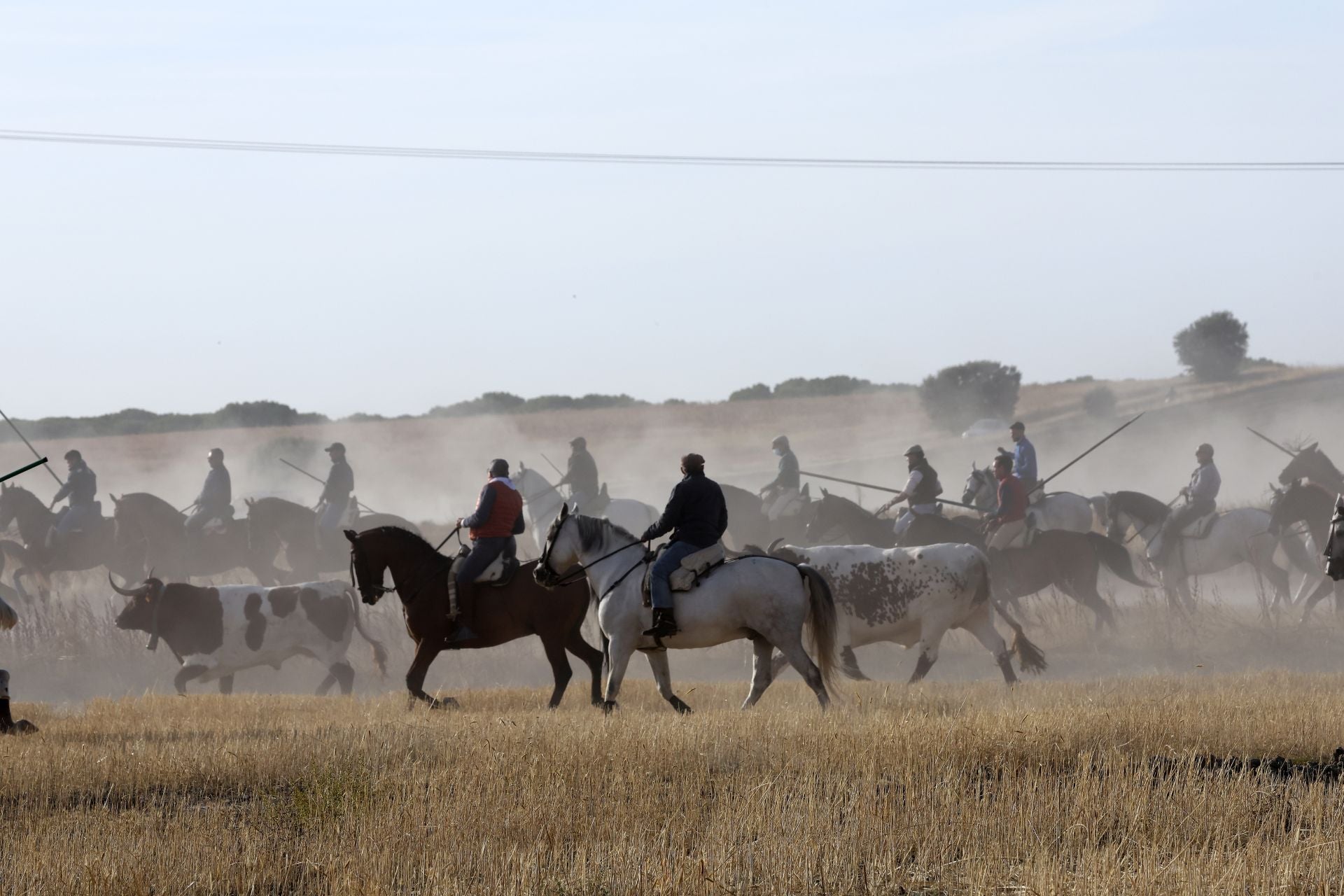 Las imágenes del encierro con seis toros de la ganadería Zahorí en Medina del Campo