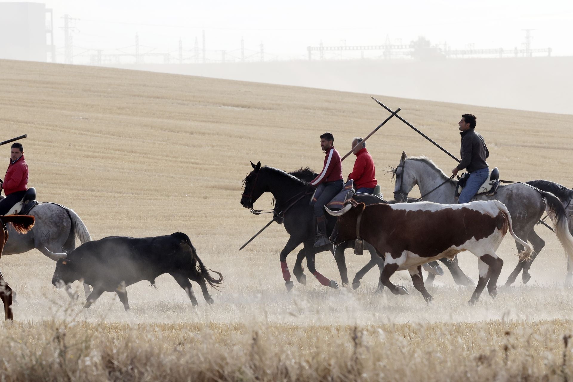 Las imágenes del encierro con seis toros de la ganadería Zahorí en Medina del Campo
