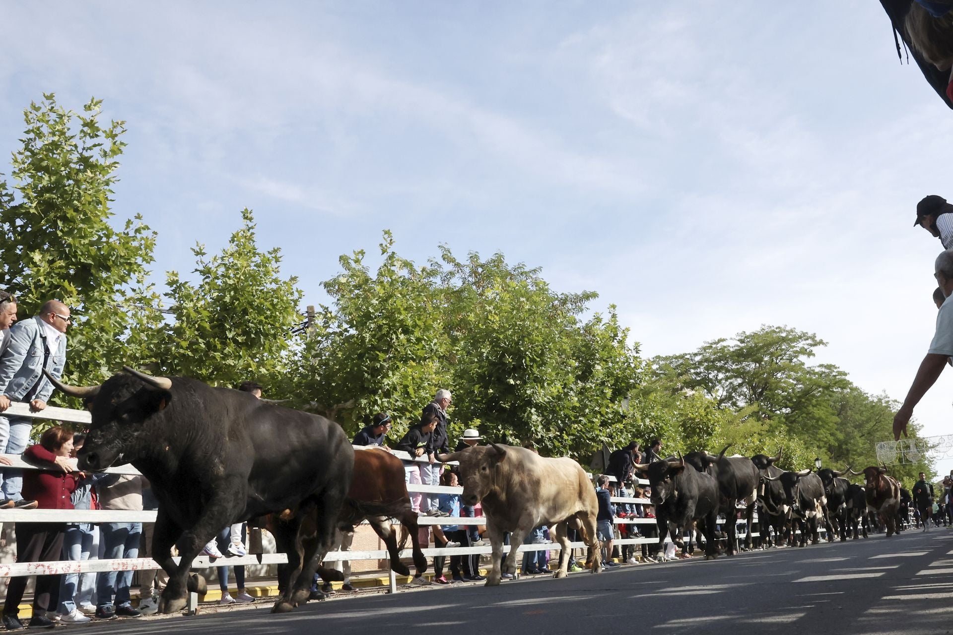 Las imágenes del encierro con seis toros de la ganadería Zahorí en Medina del Campo