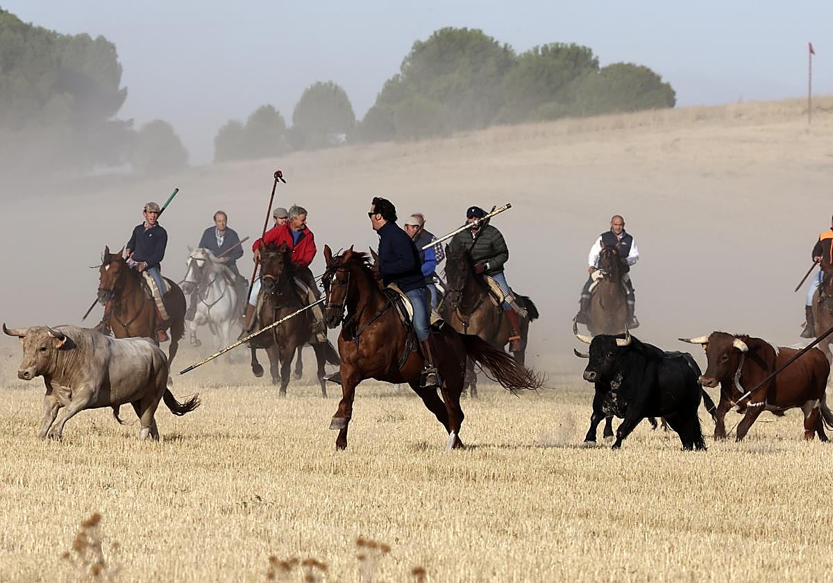 Un grupo de caballistas arropa a la manada durante el primer encierro de Medina.