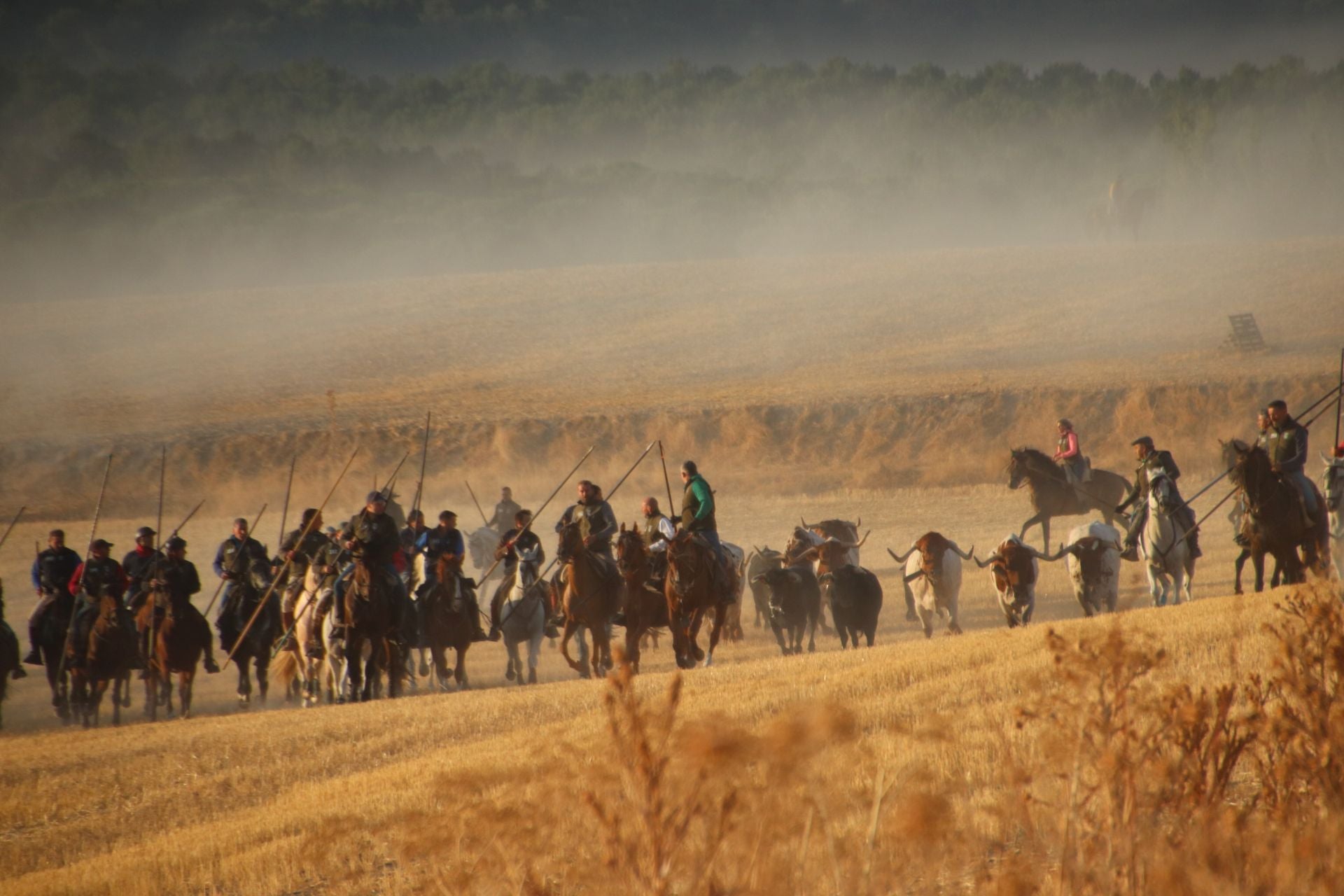 Fotos del tercer encierro de Cuéllar por el campo y el pinar