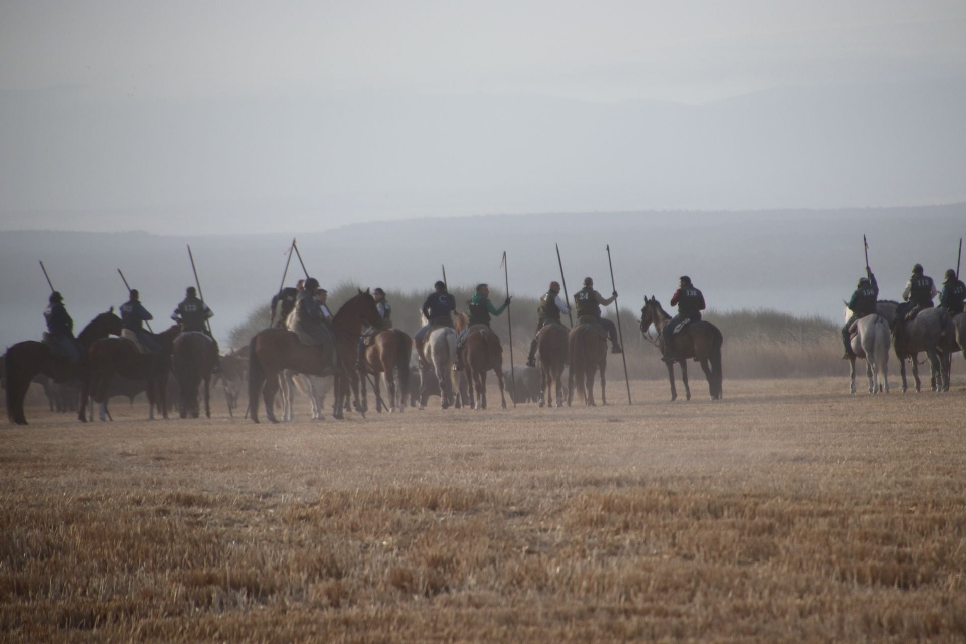 Fotos del tercer encierro de Cuéllar por el campo y el pinar