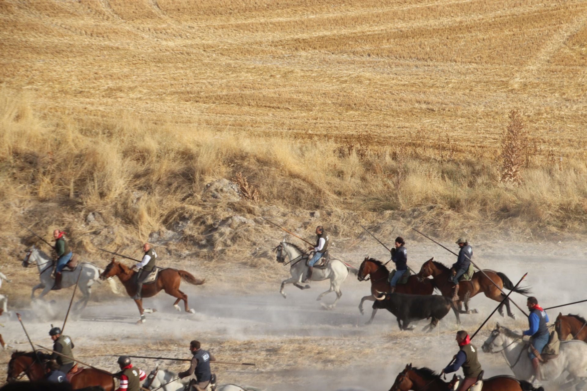 Fotos del tercer encierro de Cuéllar por el campo y el pinar