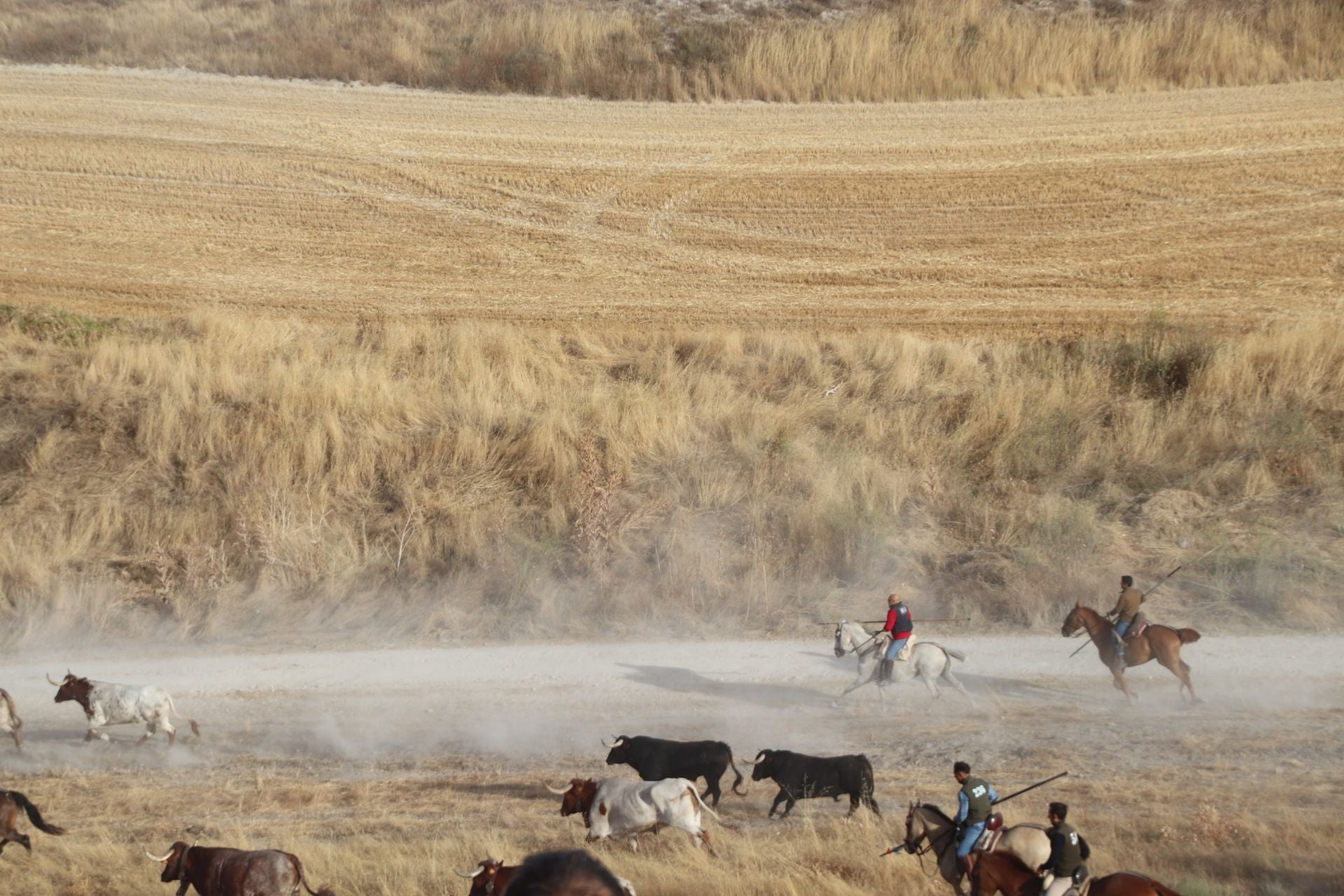 Fotos del tercer encierro de Cuéllar por el campo y el pinar