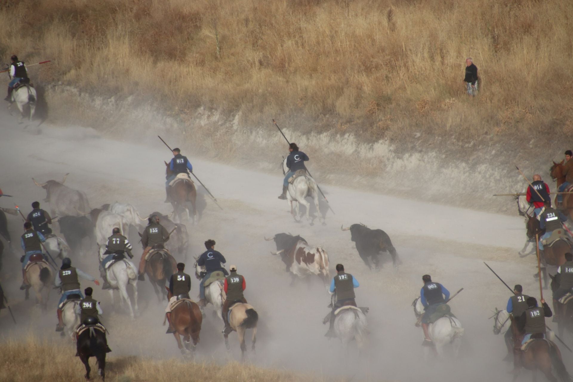 Fotos del tercer encierro de Cuéllar por el campo y el pinar
