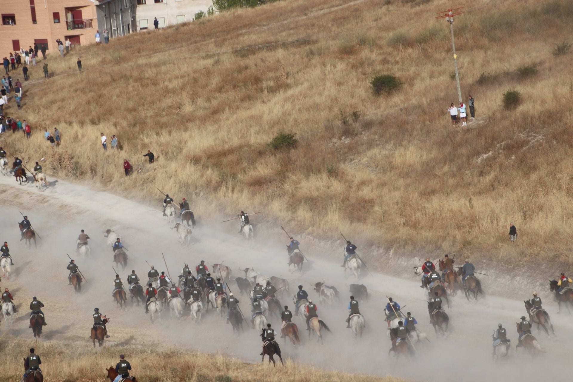 Fotos del tercer encierro de Cuéllar por el campo y el pinar