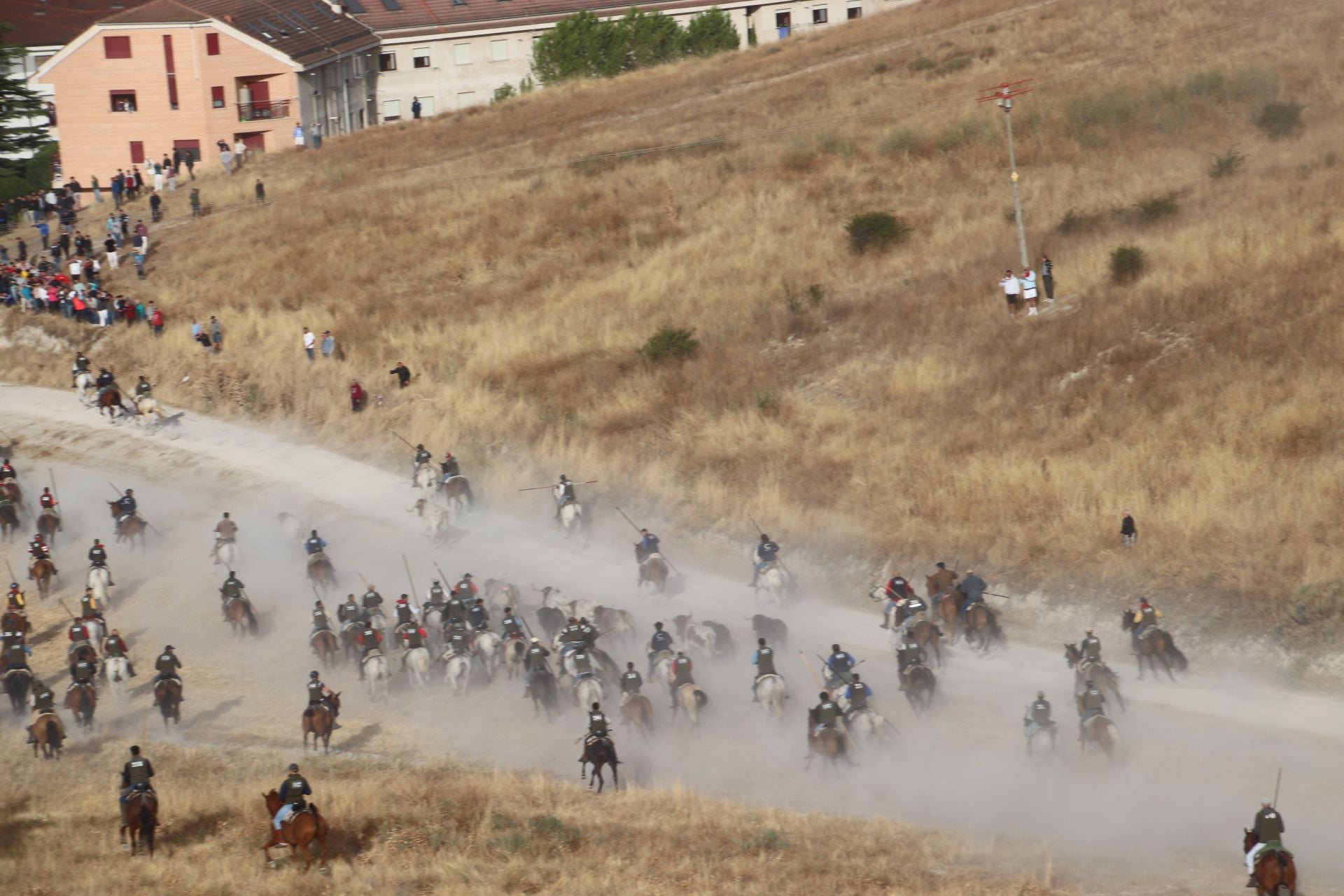 Fotos del encierro de Cuéllar por el campo y el pinar.