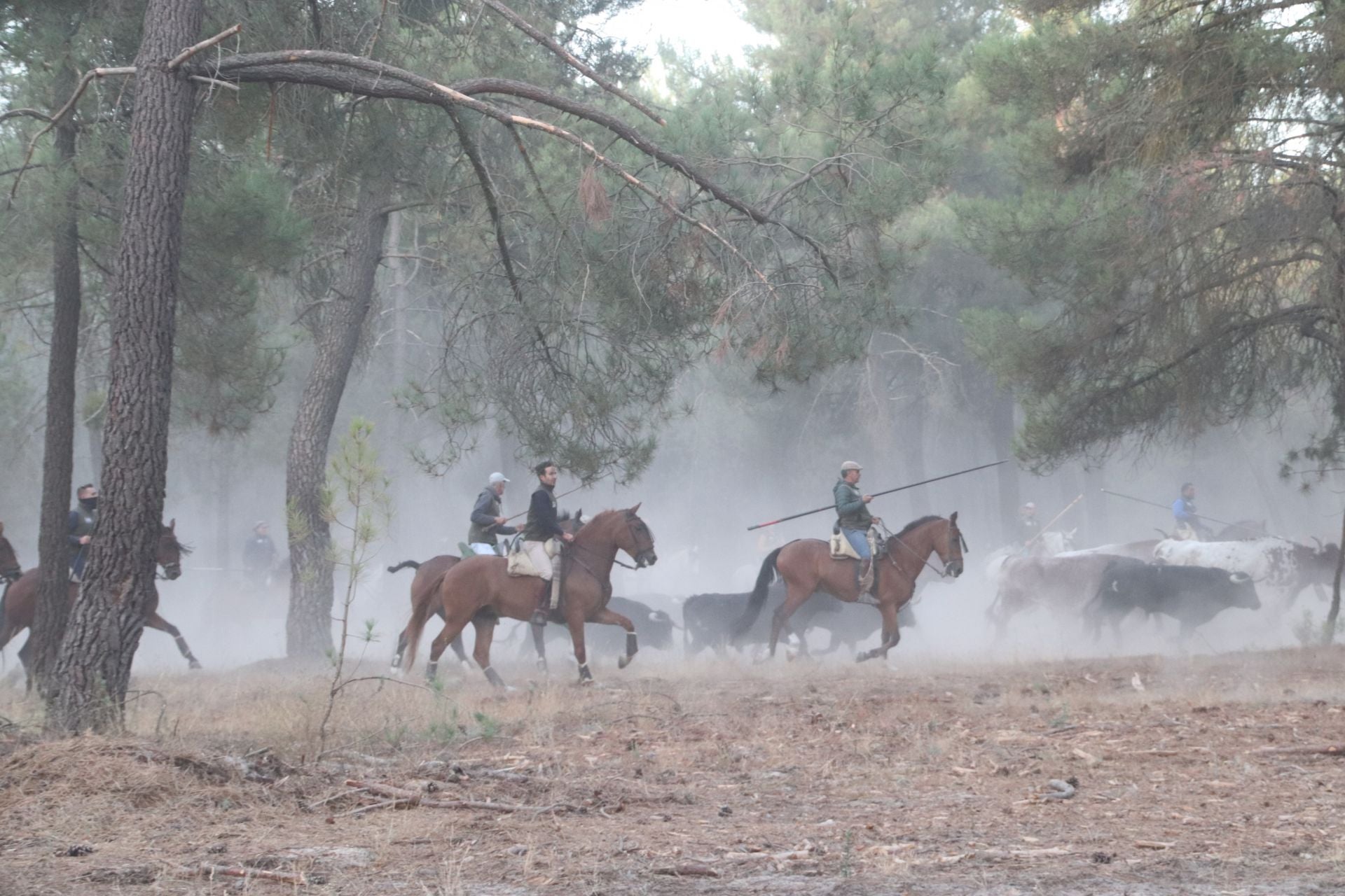 Fotos del tercer encierro de Cuéllar por el campo y el pinar