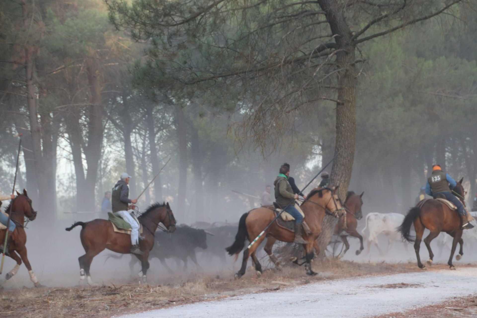 Fotos del tercer encierro de Cuéllar por el campo y el pinar