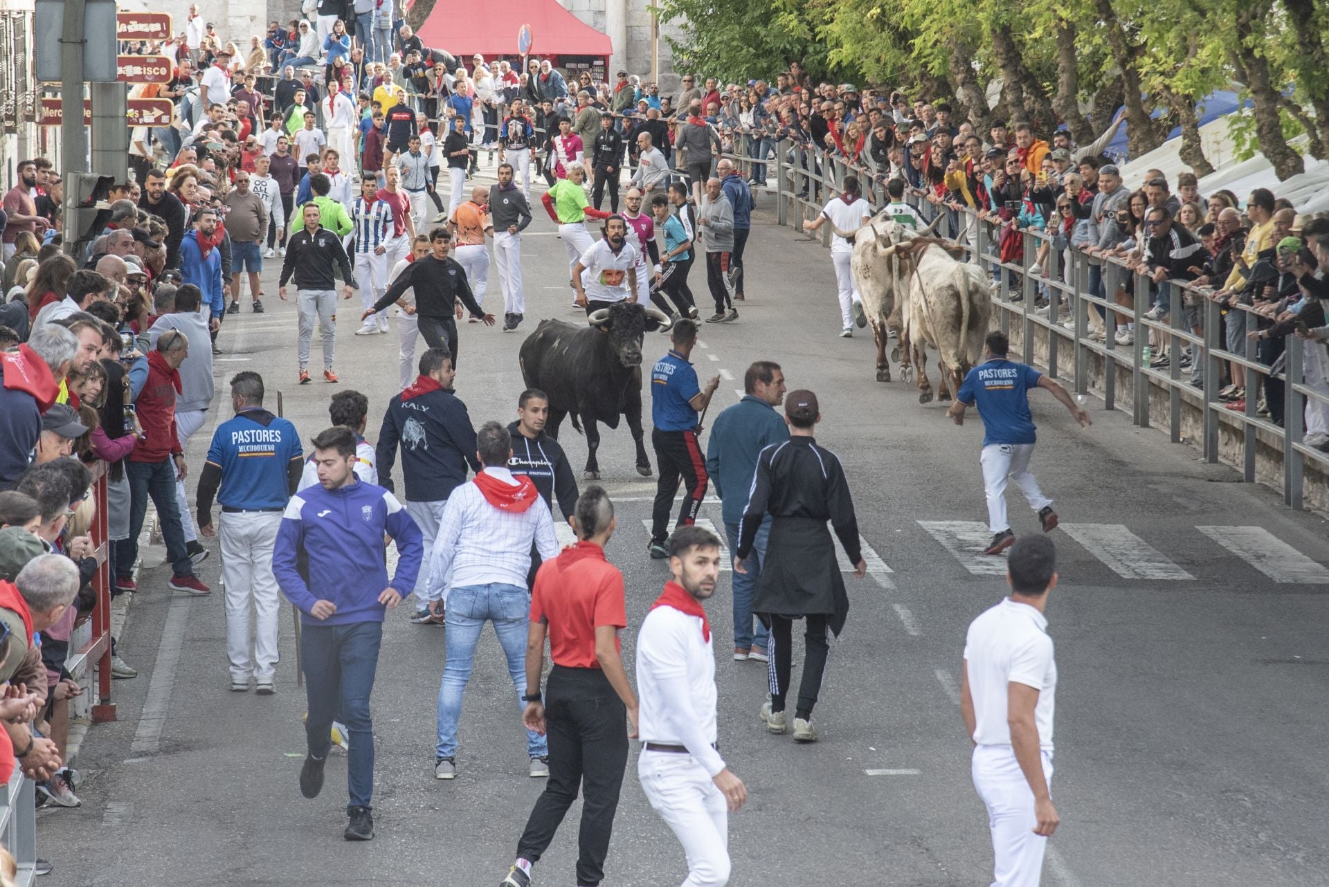 Fotos del tercer encierro de Cuéllar por las calles de la villa