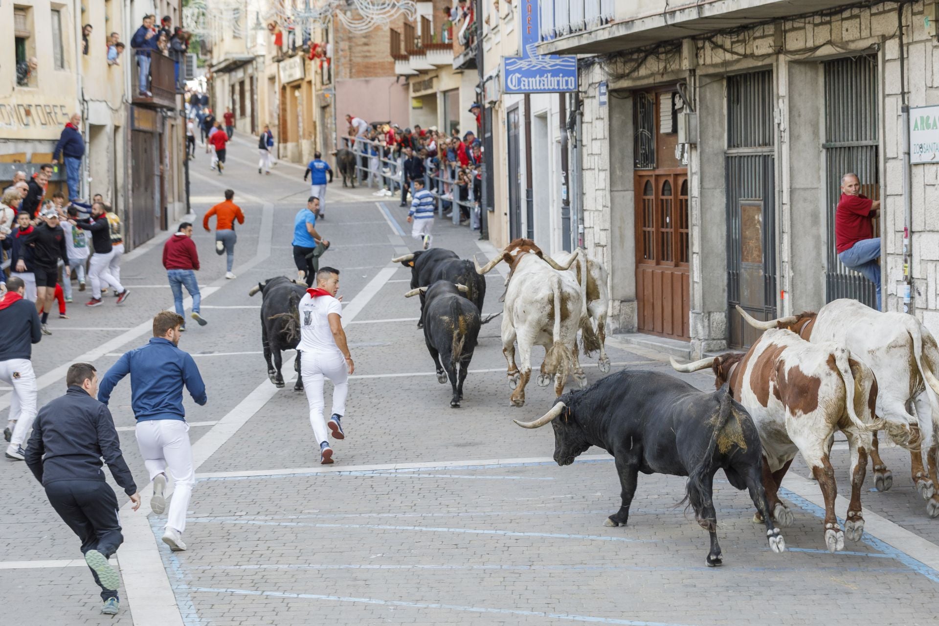 Fotos del tercer encierro de Cuéllar por las calles de la villa