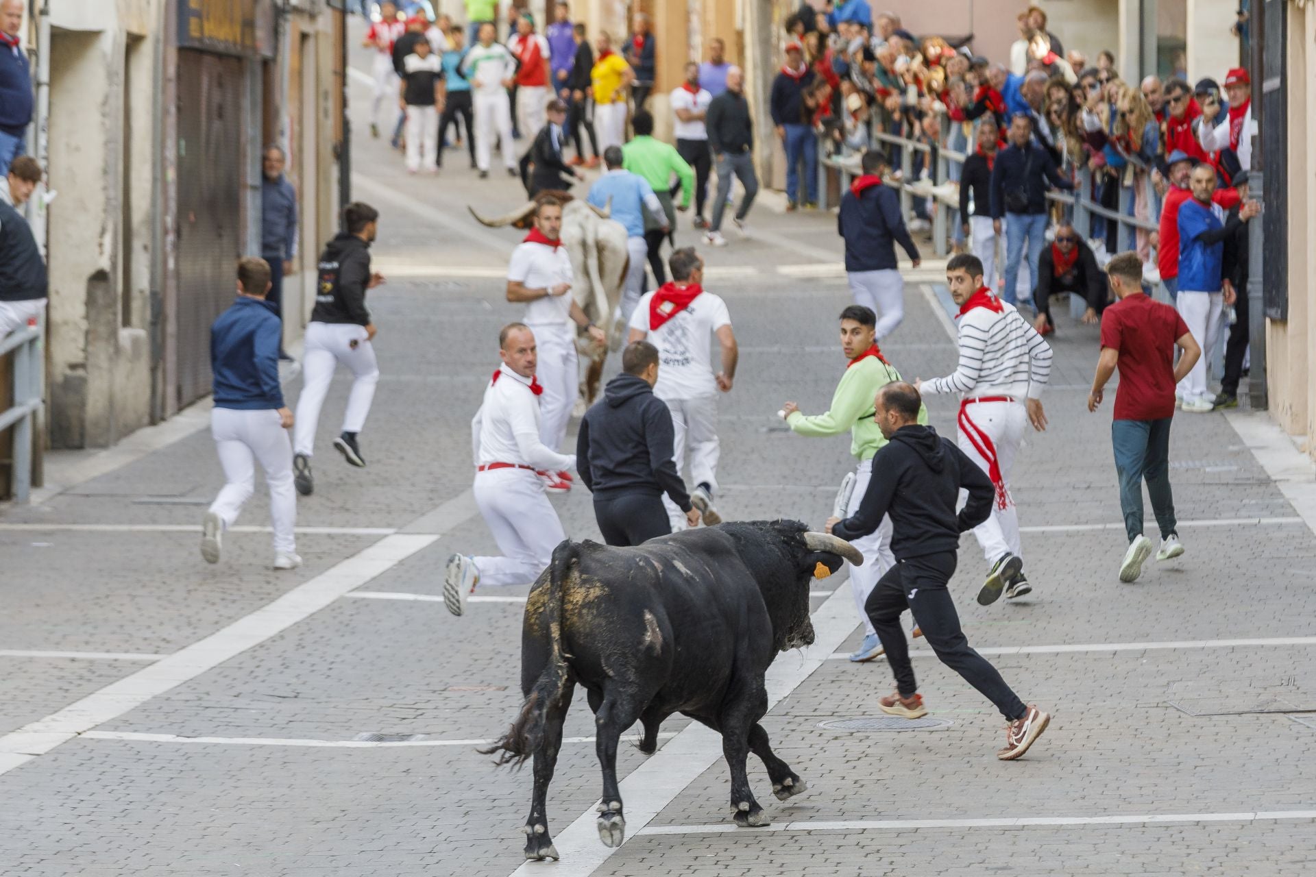 Fotos del tercer encierro de Cuéllar por las calles de la villa