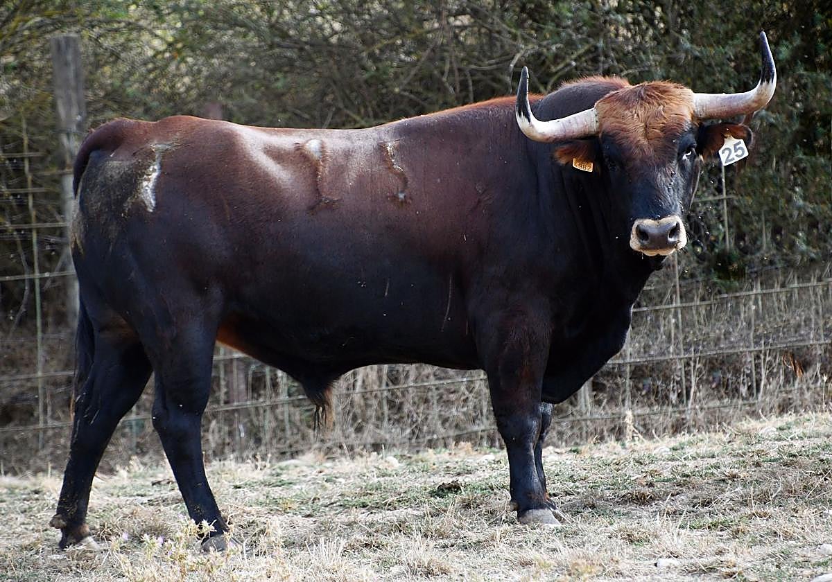 Uno de los novillos de la Final del Campeonato Mundial de Cortes.