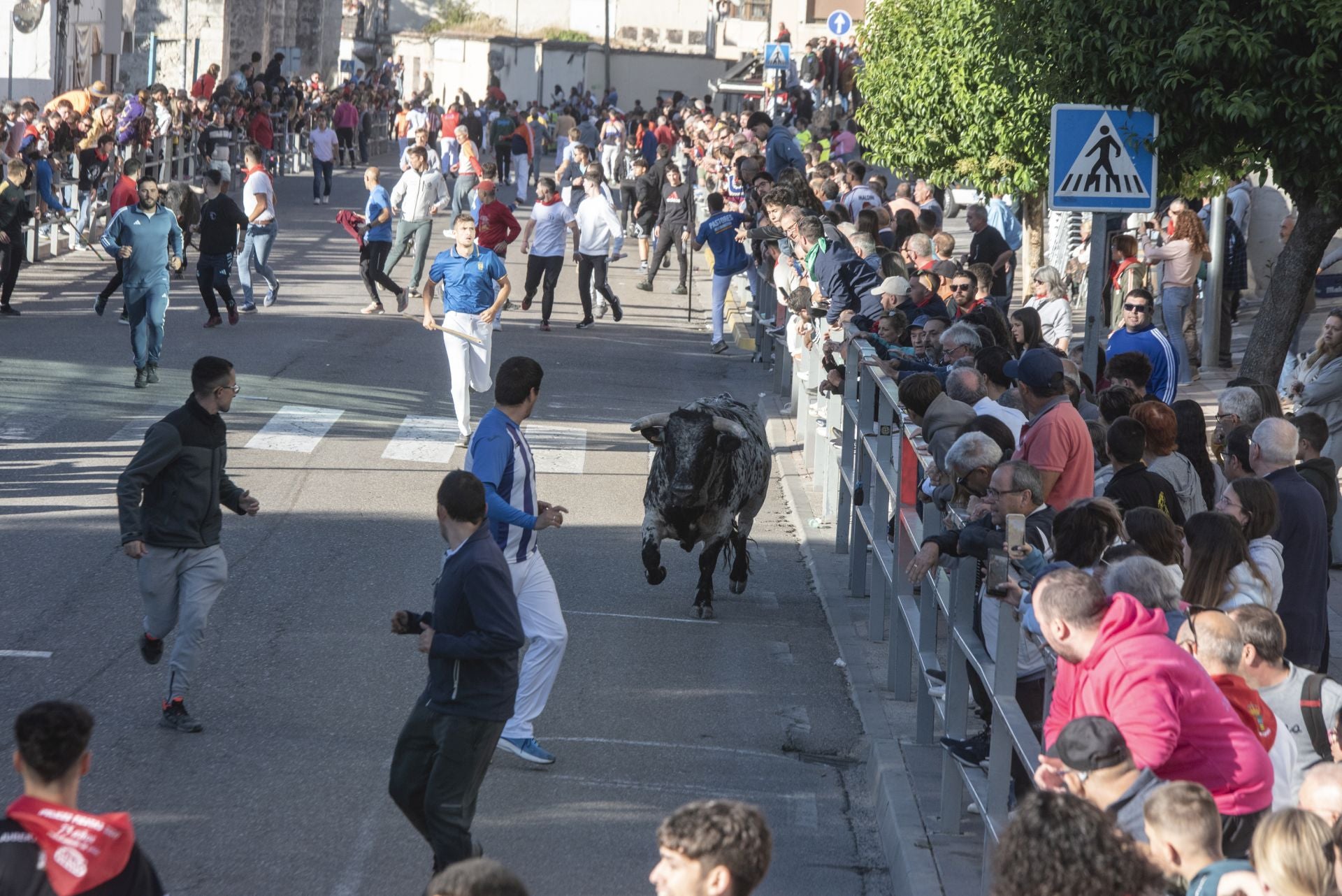 Fotos del cuarto encierro por las calles de Cuéllar
