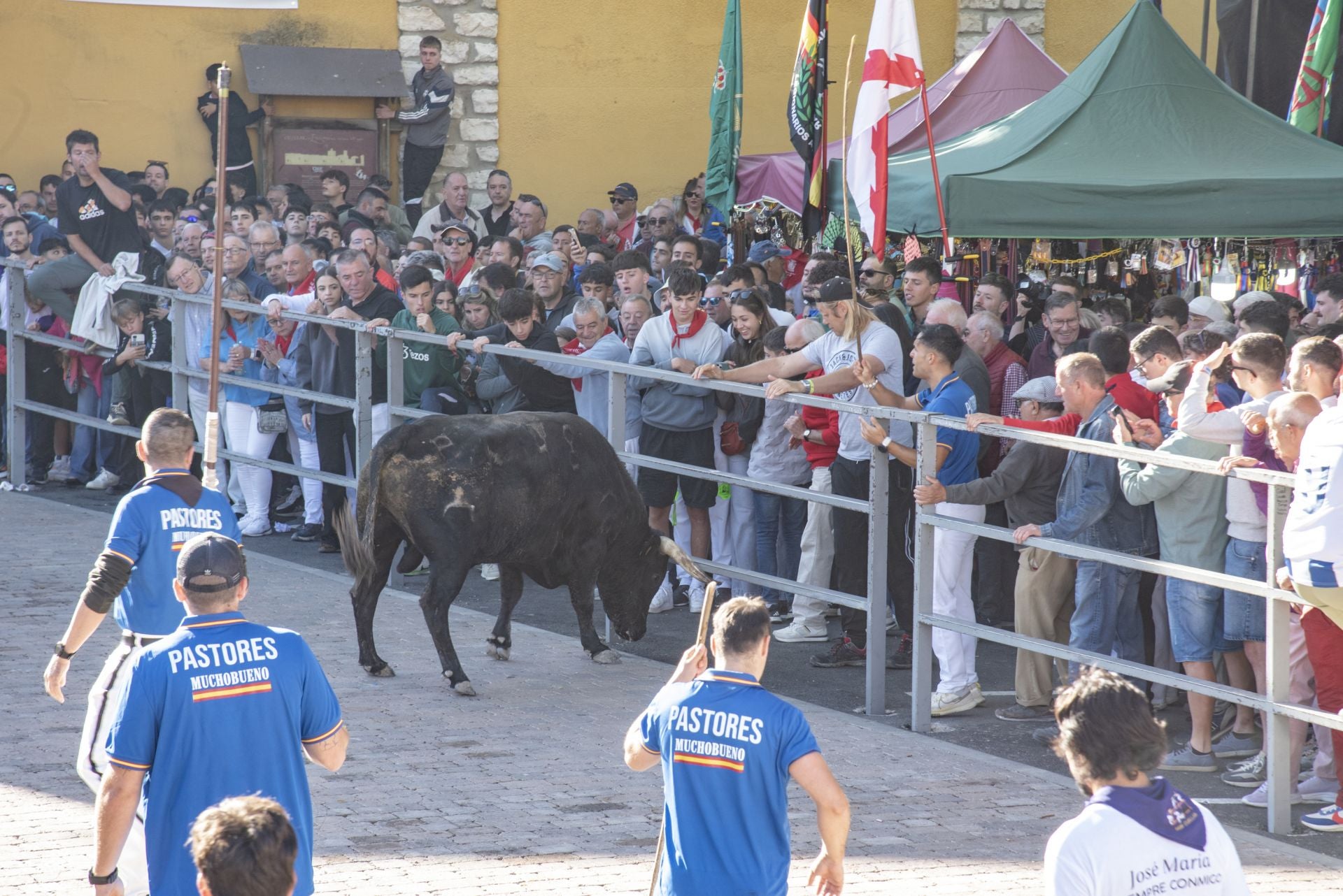 Fotos del cuarto encierro por las calles de Cuéllar